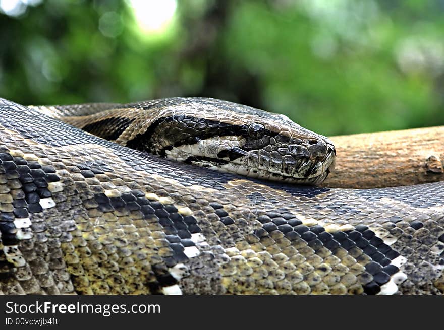 Malaysia; tropical fauna; green vegetation on the background for this image of a snake