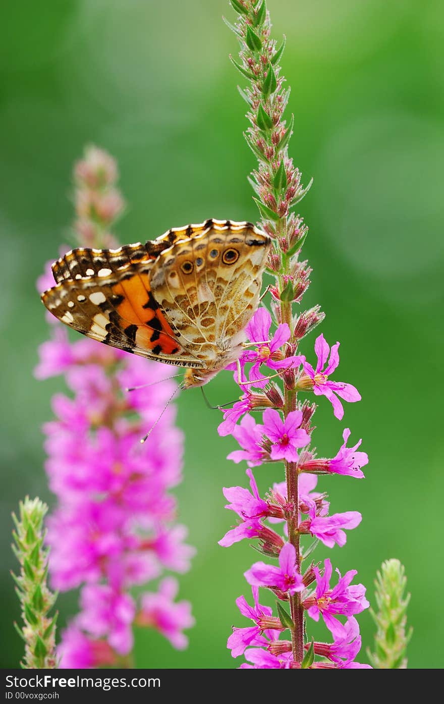 Colorful Butterfly