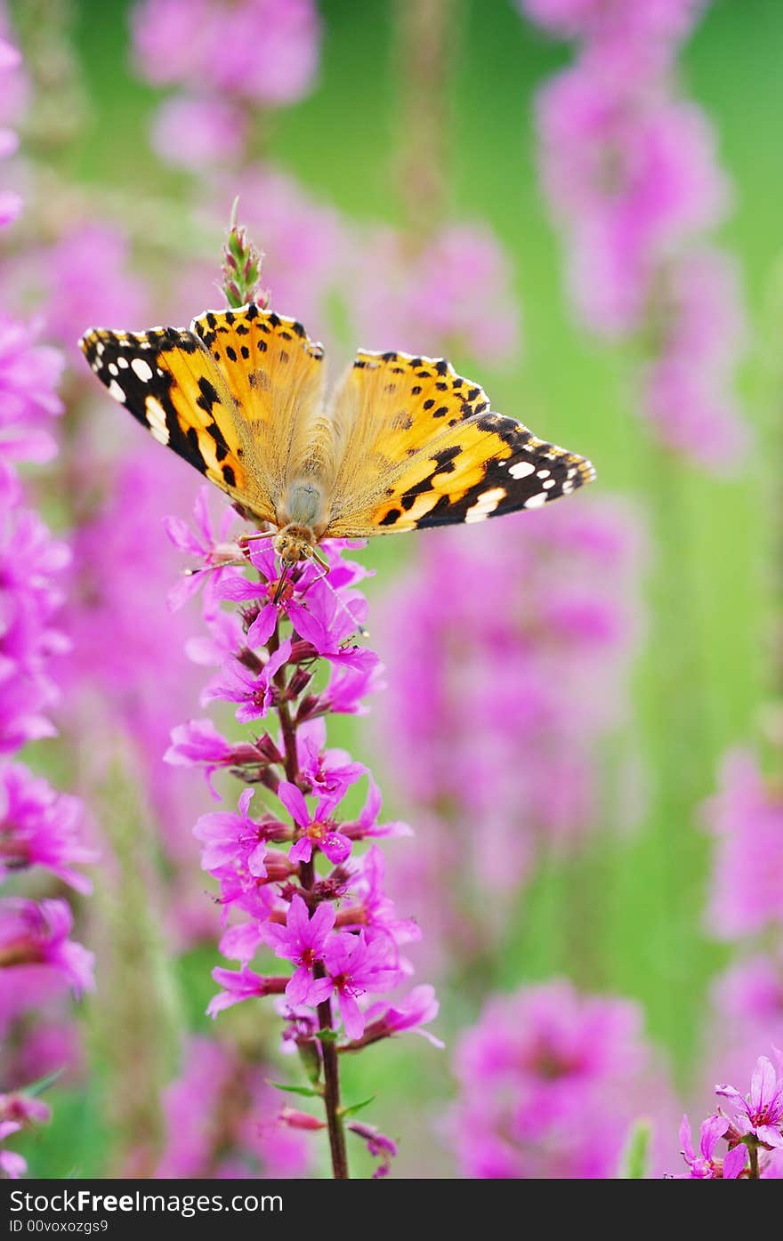 Close-up shooting of butterfly spread the wings on flower.