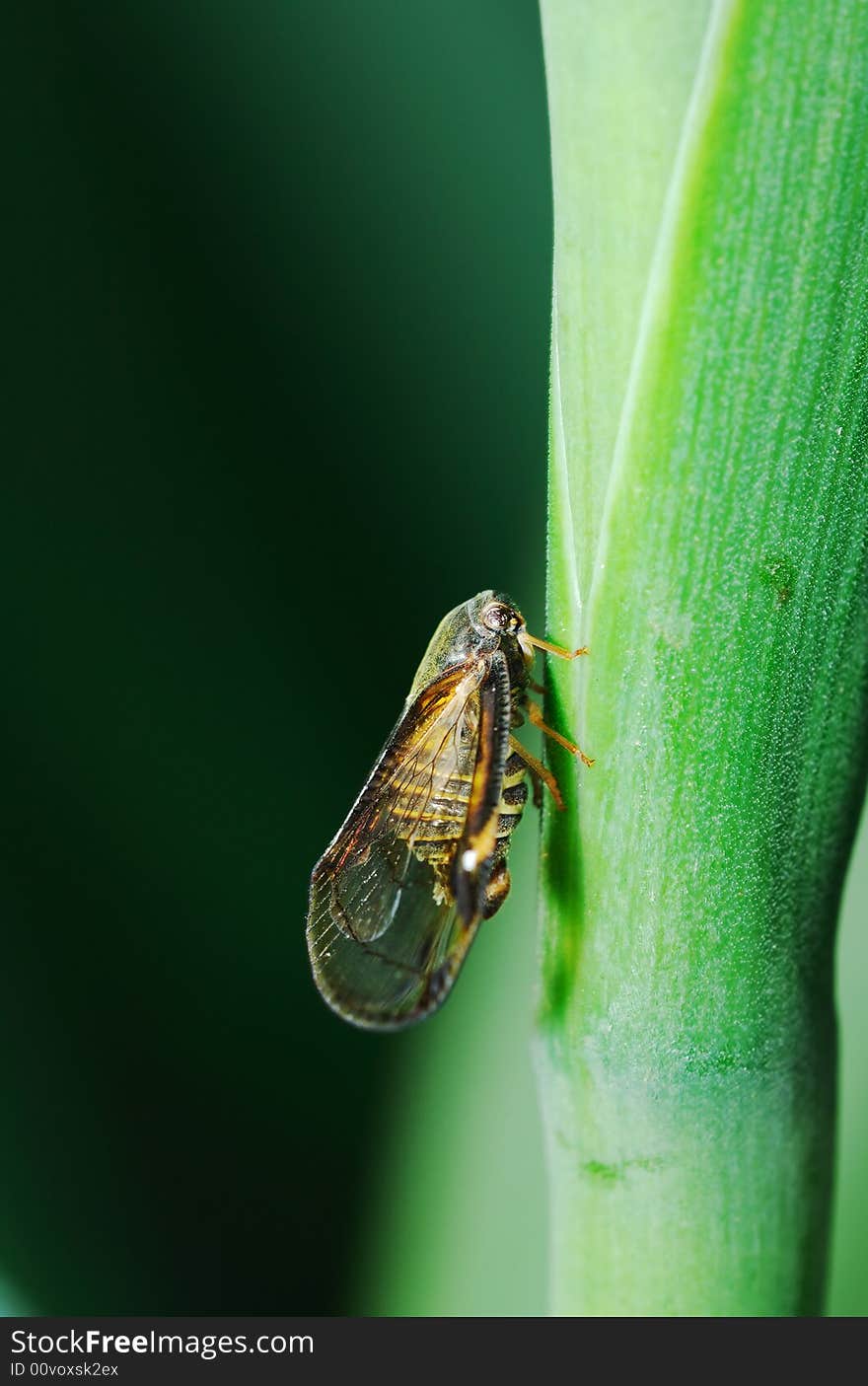 Cicada Profile