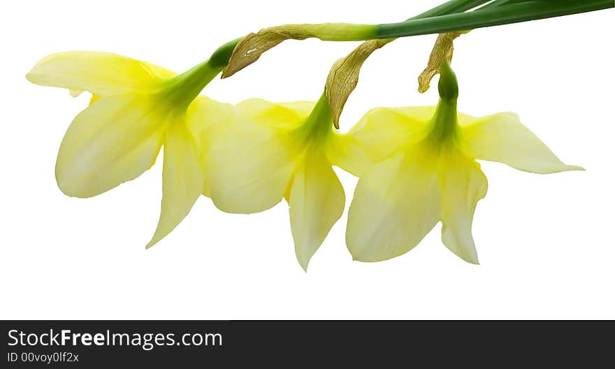 Three nice isolated yellow flowers. Three nice isolated yellow flowers