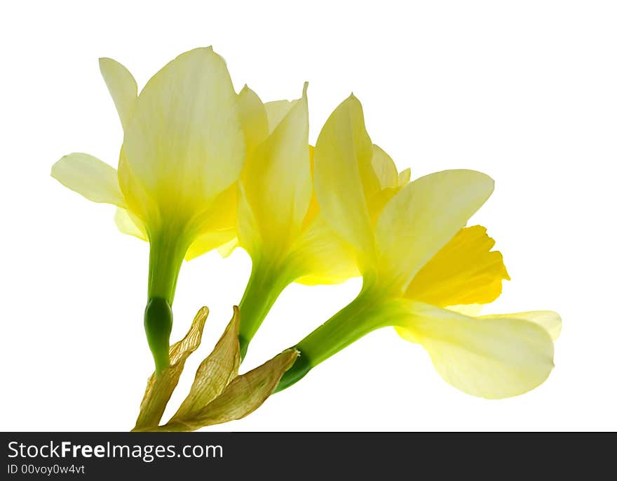 Three isolated nice yellow flowers. Three isolated nice yellow flowers