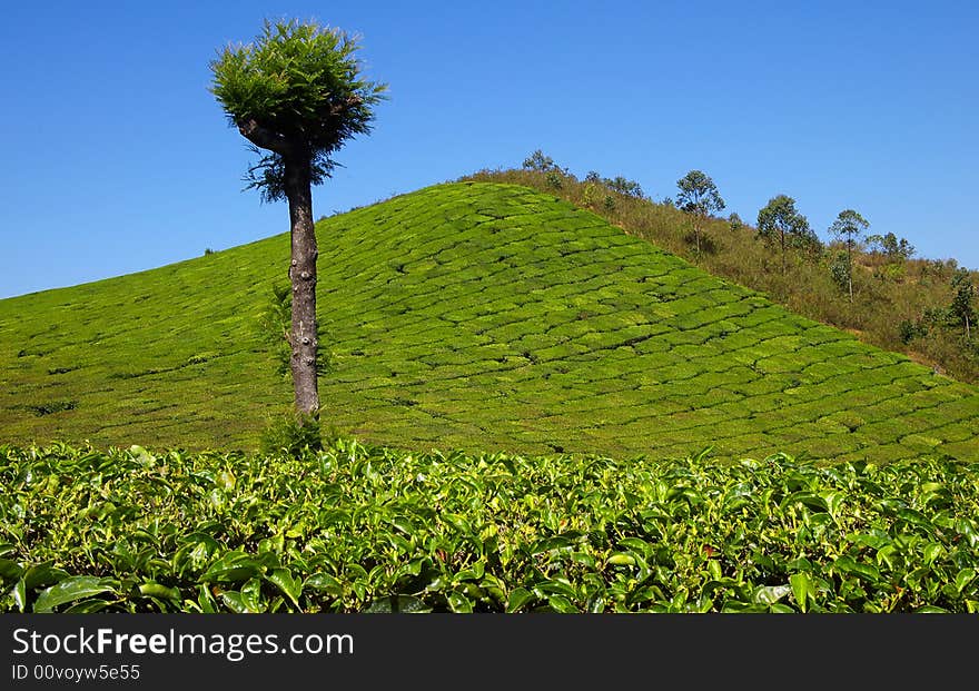 Lonely tree on a tea plantation