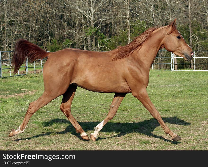 Two year old Arabian colt trotting in field. Two year old Arabian colt trotting in field