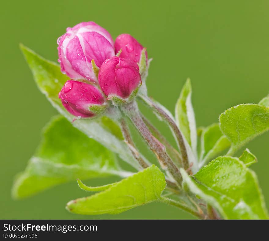 Raindrop Covered Pink Spring Buds