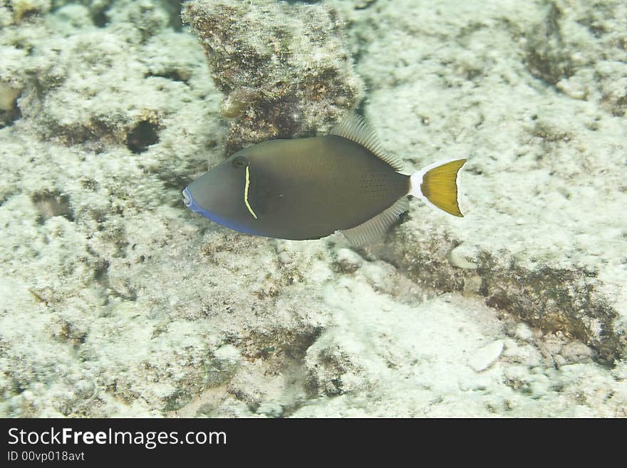 Picassofish (rhinecanthus assasi) taken at sofitel house reef.