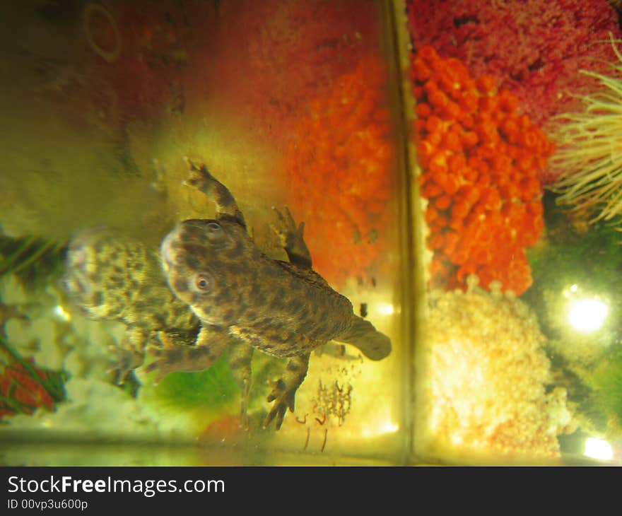 Grey lizard in aquarium, red and yellow water plants.