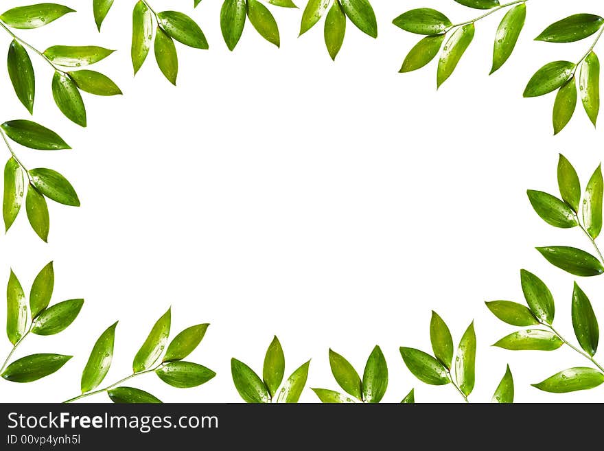 Green floral frame isolated on white background