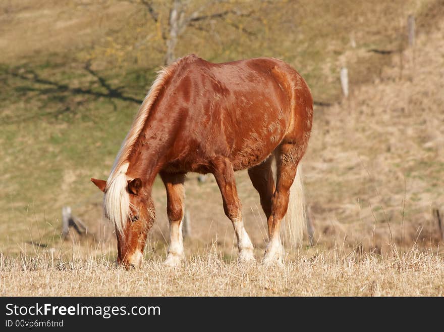 A single horse on grazing land in Switzerland (near Basel)