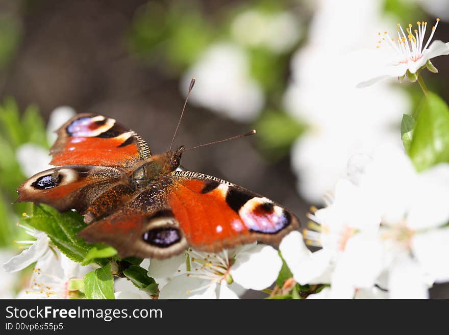 Peacock caterpillar