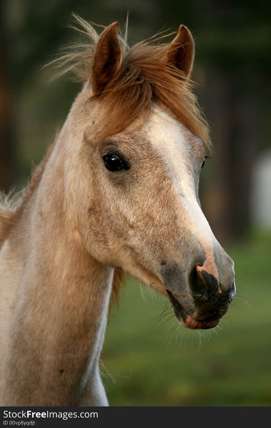 Arabian yearling filly changing from chestnut to grey. Arabian yearling filly changing from chestnut to grey