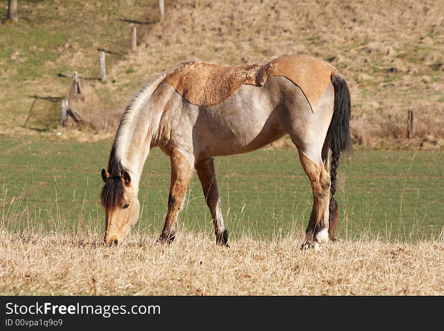 A single horse on grazing land in Switzerland (near Basel)