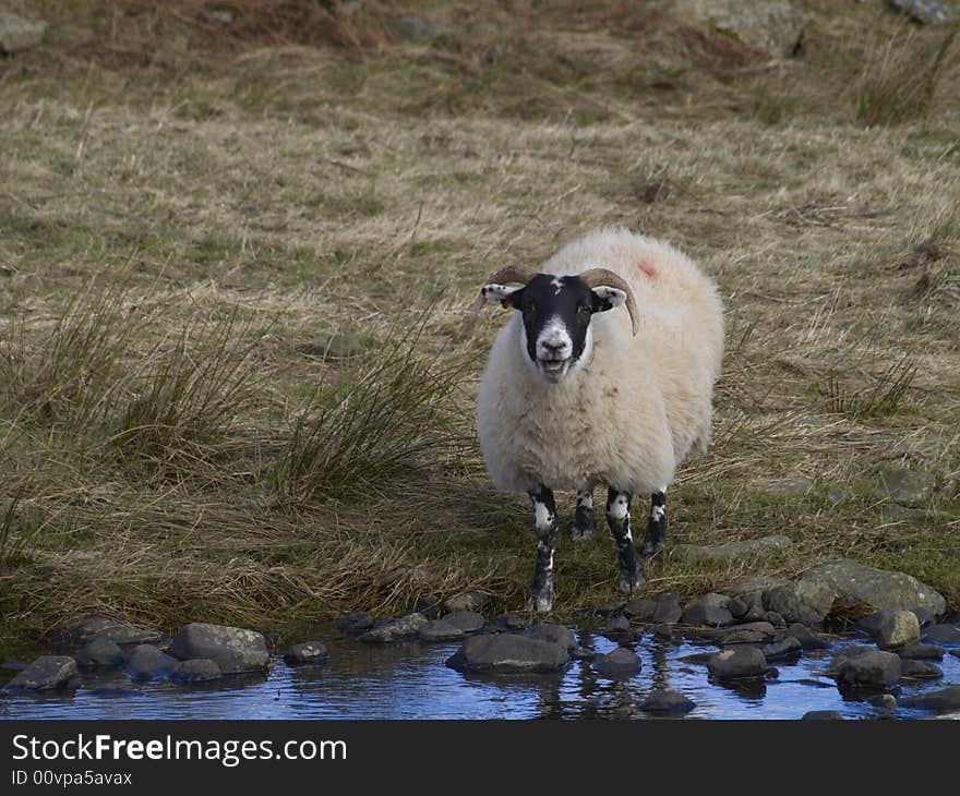 Sheep at Bothwell Water, Lammermuir Hills, East Lothian, Scotland