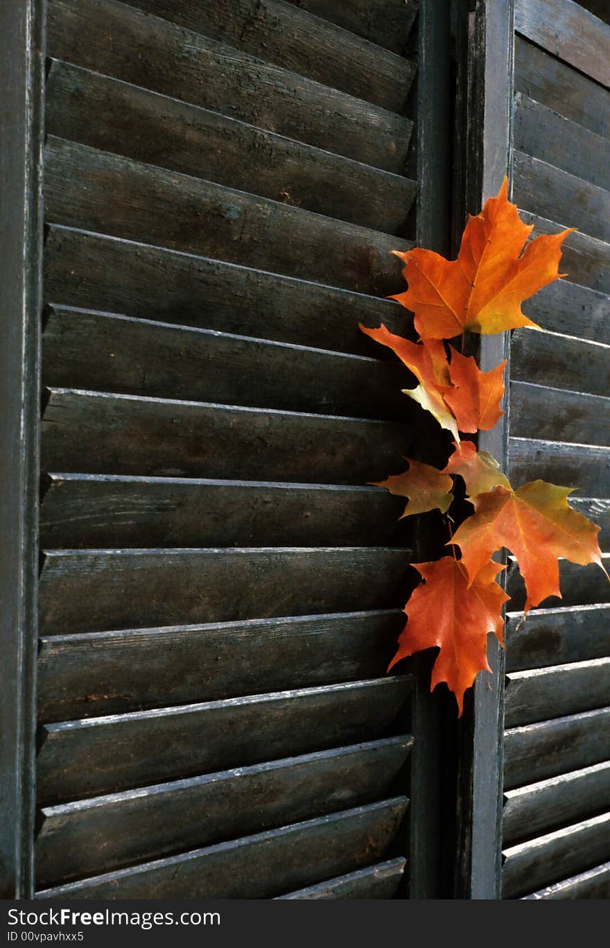 A high wind storm placed these fall leaves tightly into this shutter seam. A high wind storm placed these fall leaves tightly into this shutter seam