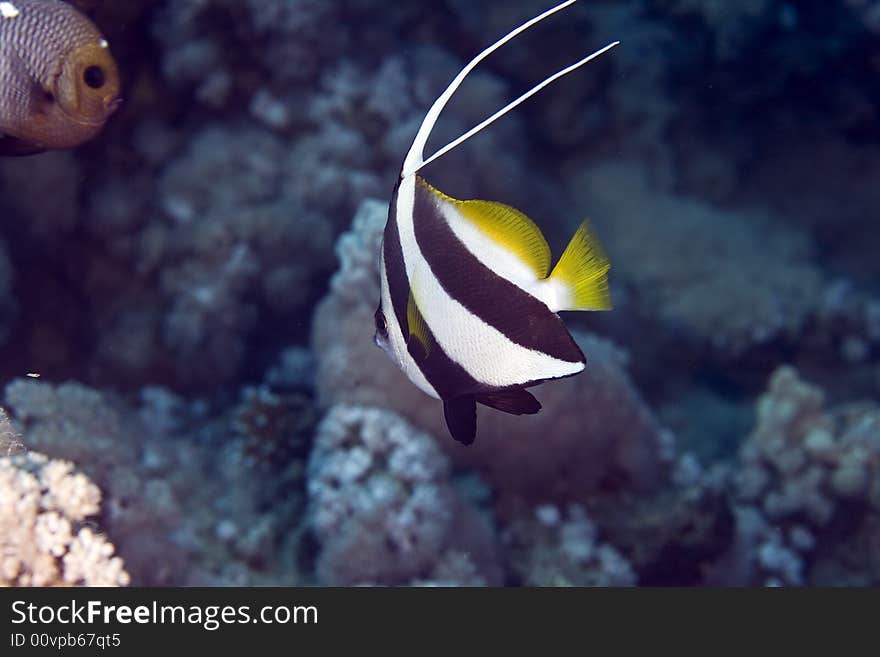 Schooling bannerfish (heniochus diphreutes) taken at sofitel house reef.