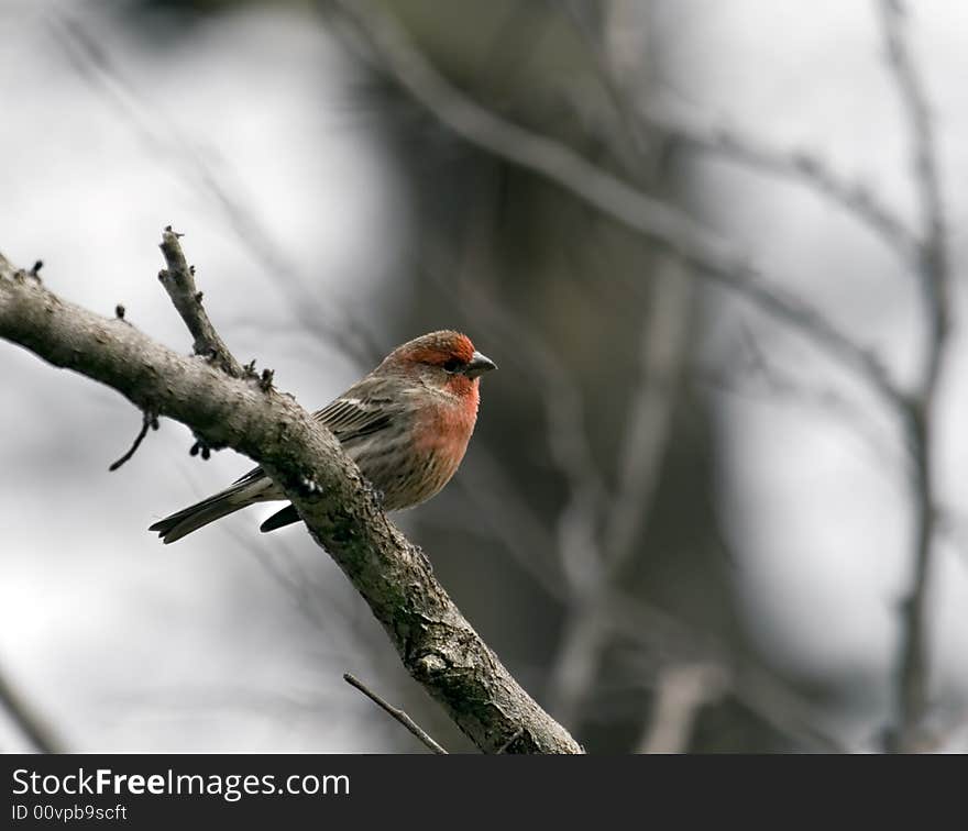 Male house finch perched on a tree branch