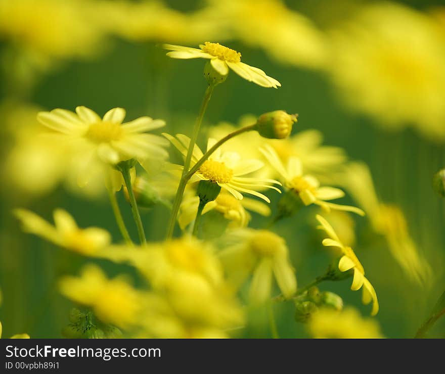 Beautiful valley from yellow flowers in solar day