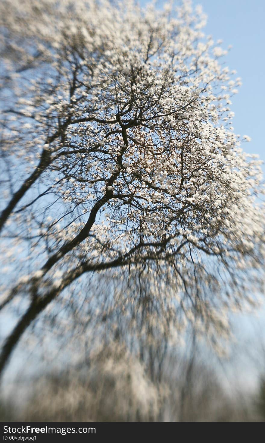 Spring Tree in Bloom