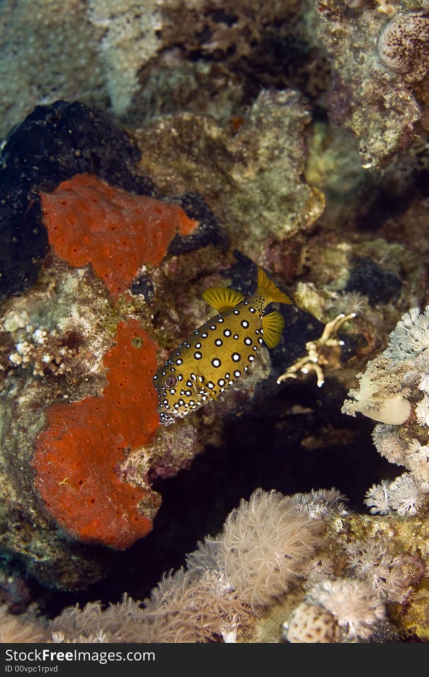 Yellow Boxfish (ostracion Cubicus)