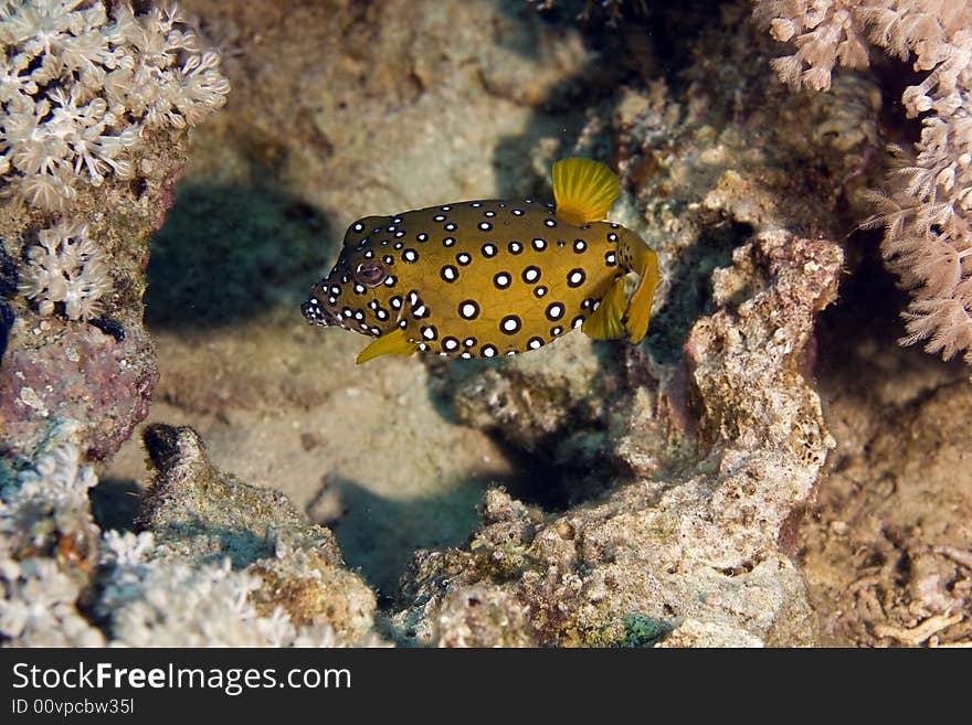 Yellow boxfish (ostracion cubicus)