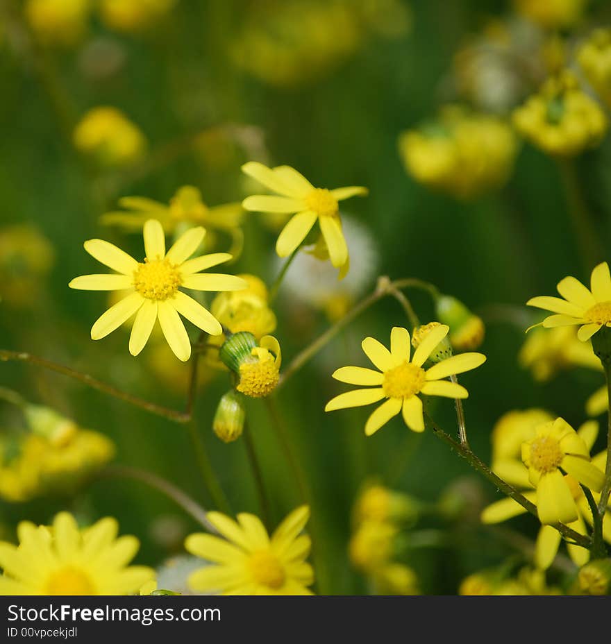 Beautiful valley from yellow flowers in solar day