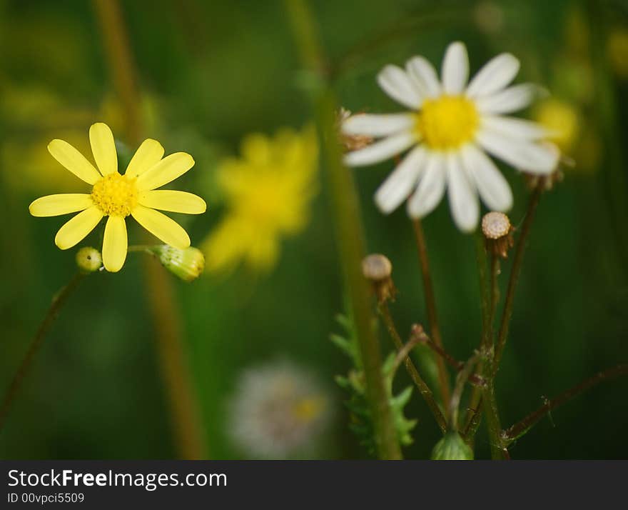 Beautiful valley from yellow flowers in solar day