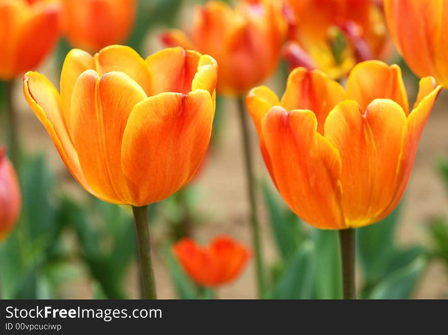 The orange tulips