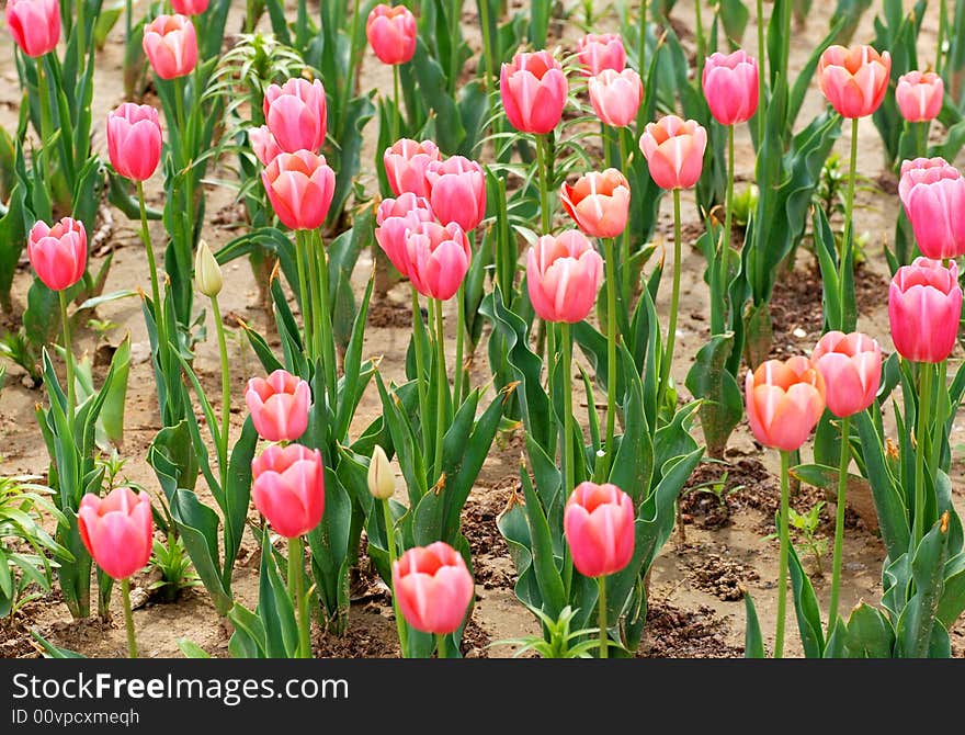 The tulip garden