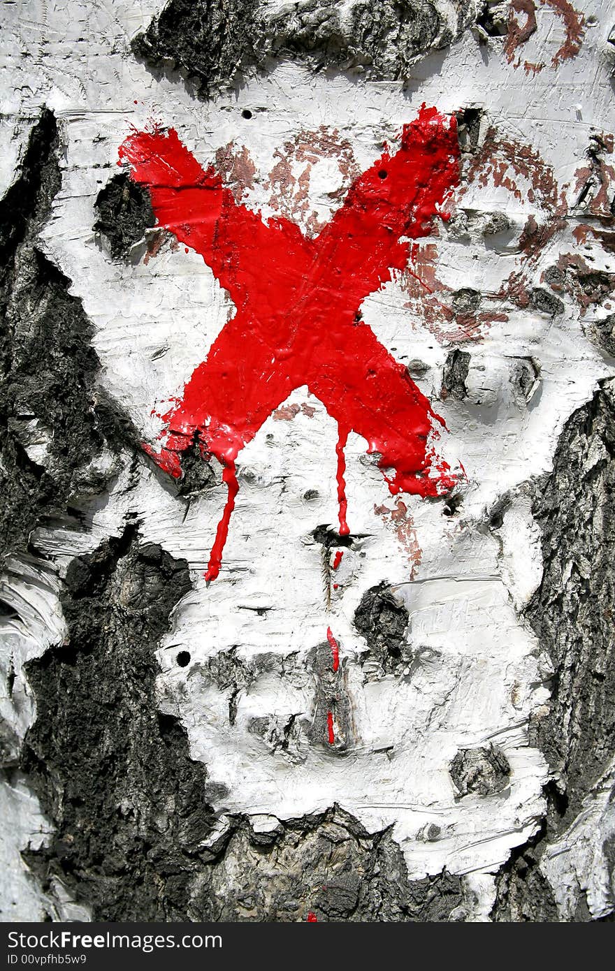 Texture from birch bark with red cross. background. Texture from birch bark with red cross. background