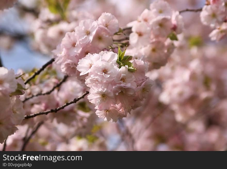 Branch of Japanese morello flowers