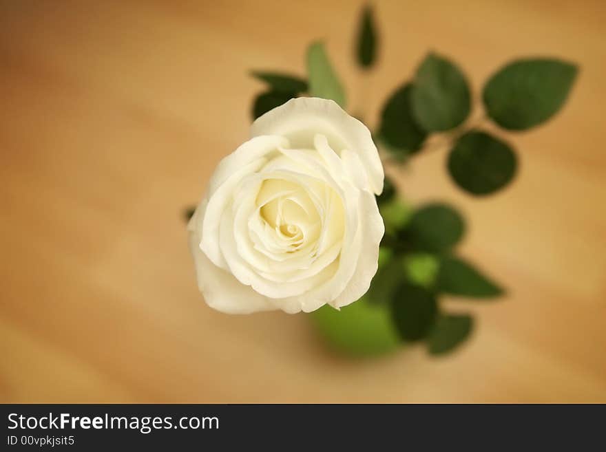 Macro of  one white rose