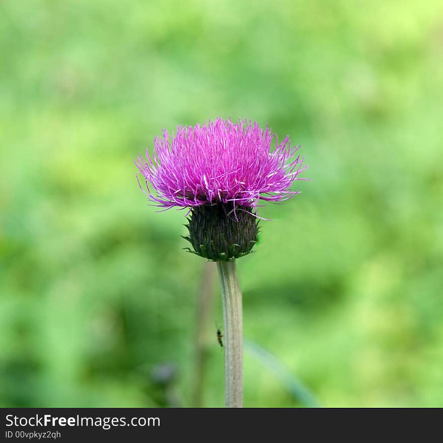 Purple thistle on green background (summer)