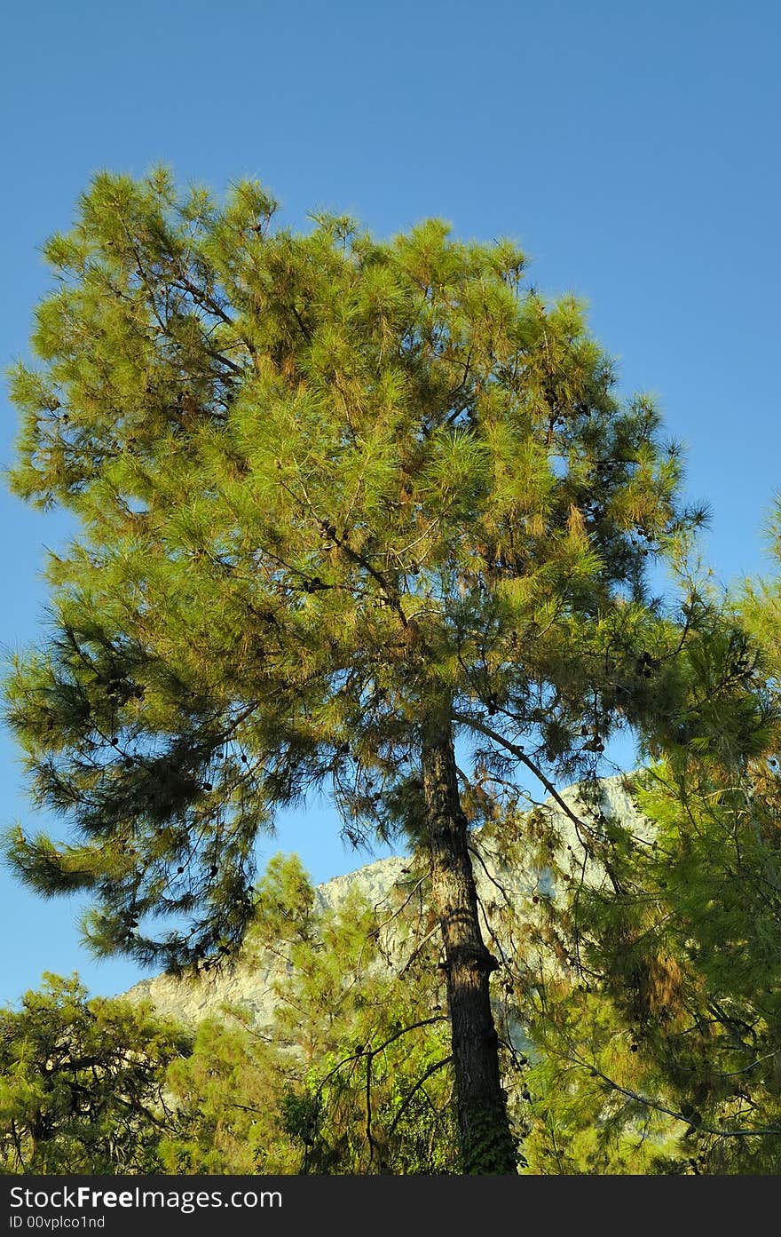 Photo of big pine tree with clear skay on background