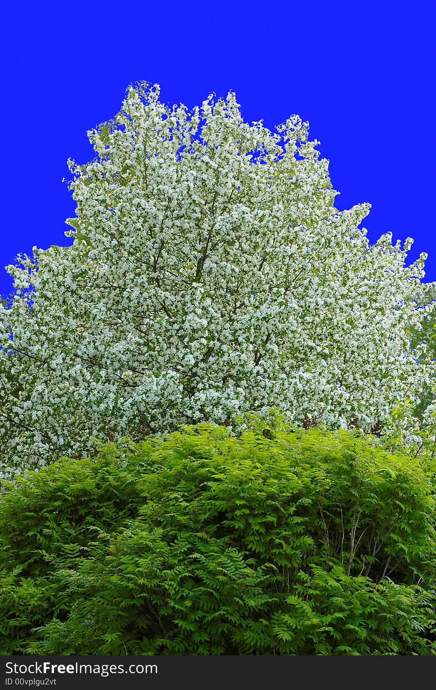 Blooming apple tree and a bush in front of it with blue background