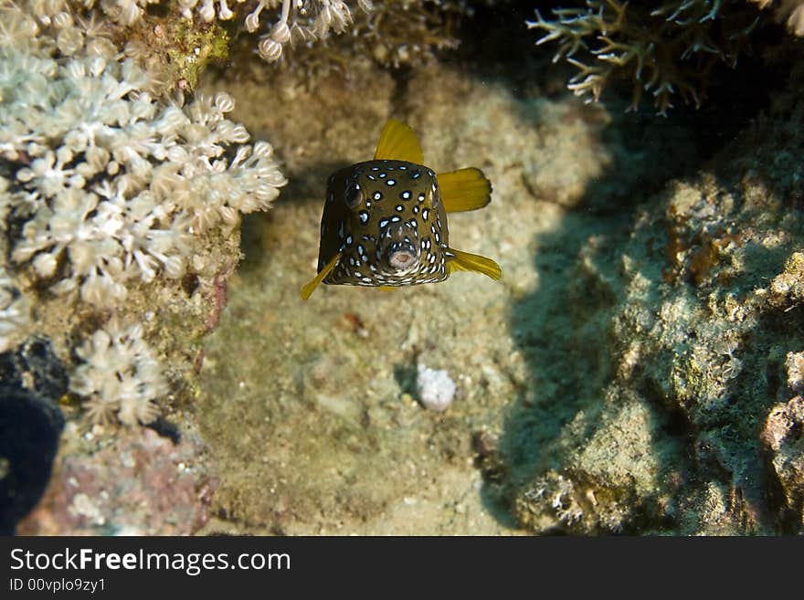 Yellow Boxfish (ostracion Cubicus)