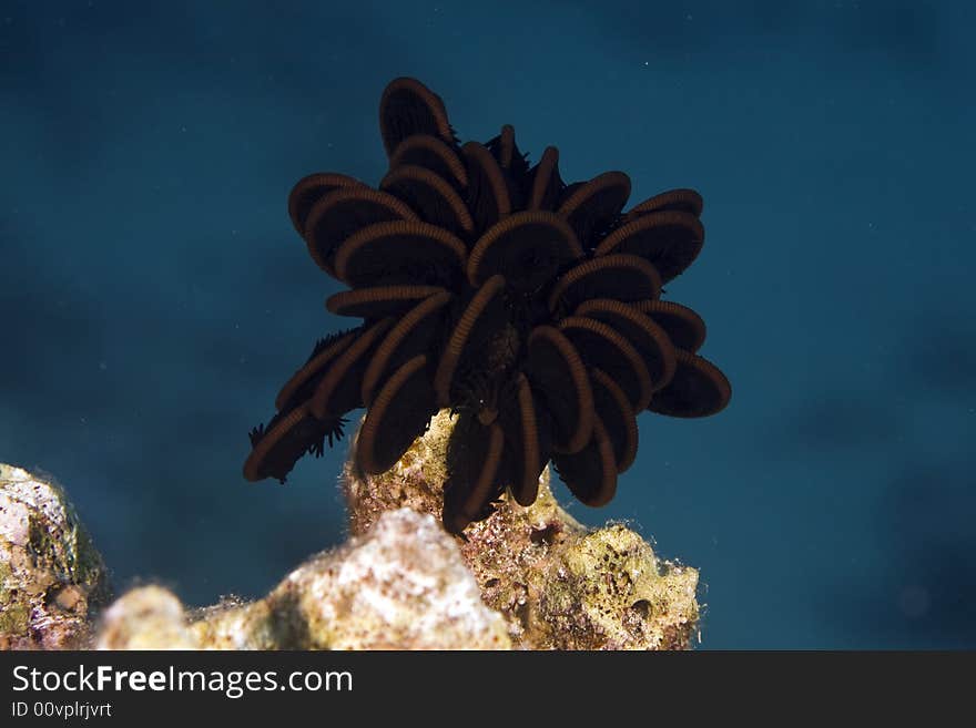 Sawtooth feather star (oligometra serripinna)
 taken at sofitel house reef.