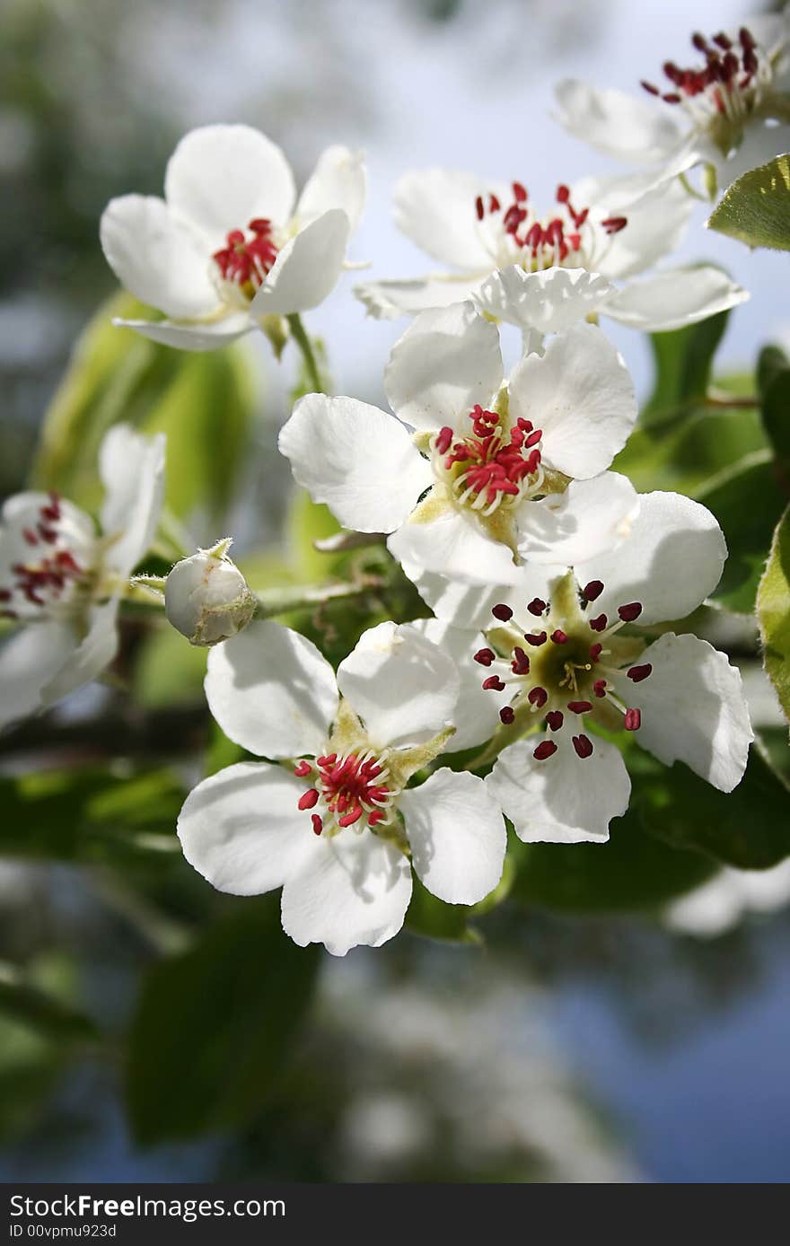 Bright inflorescence