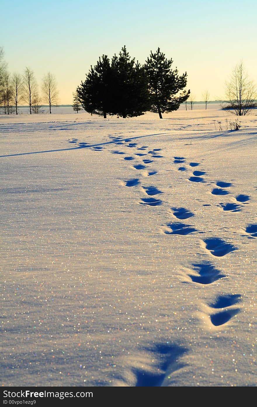 Human foot prints in snow