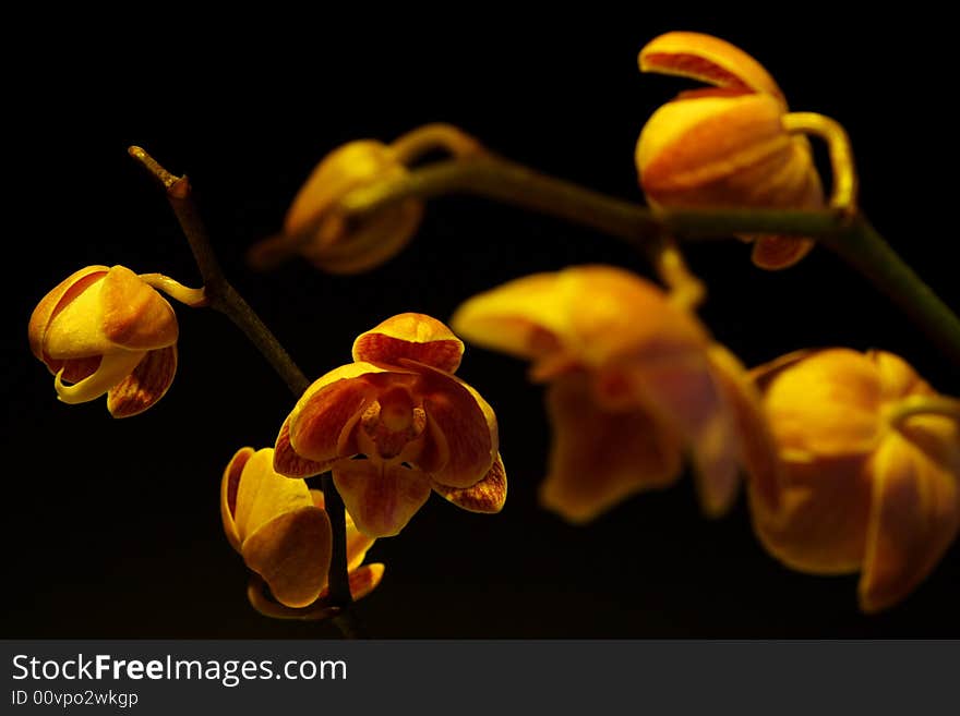 Moth Orchid (Phalaenopsis Orchidaceae)