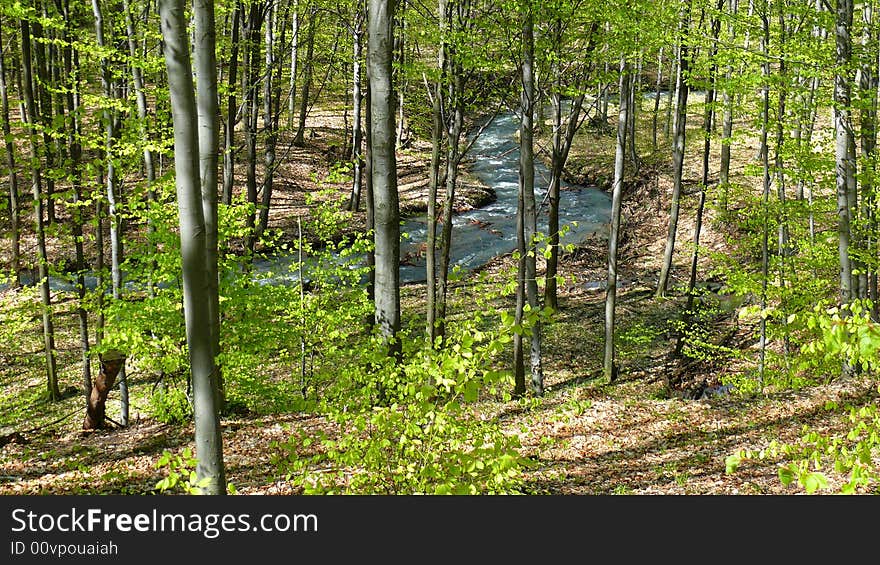 Forest and the blue stream