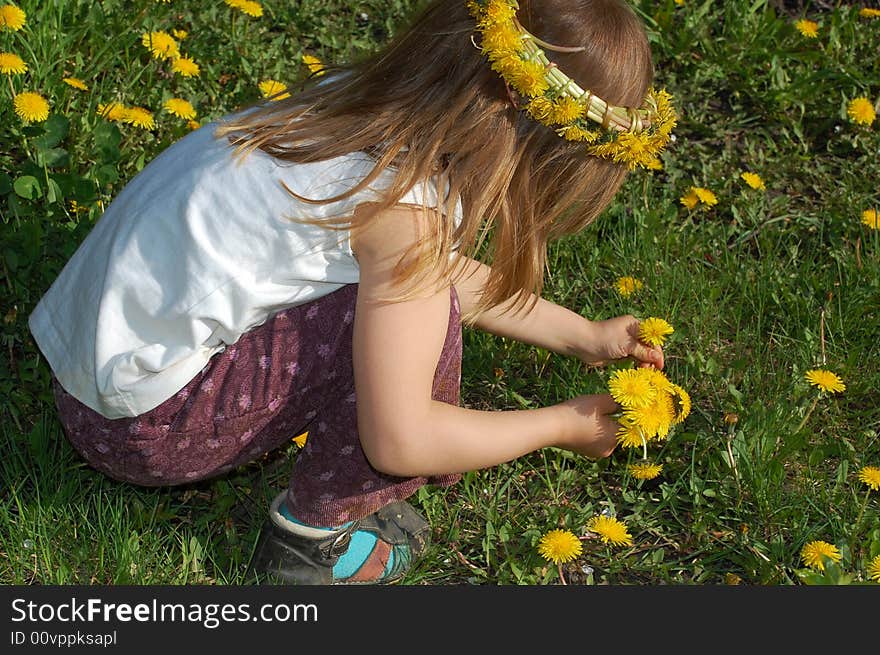 Girl Picking Dandelions Up