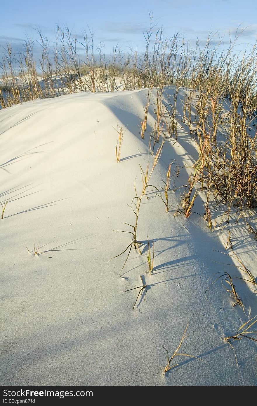 Endangered coastal grassy sand dune