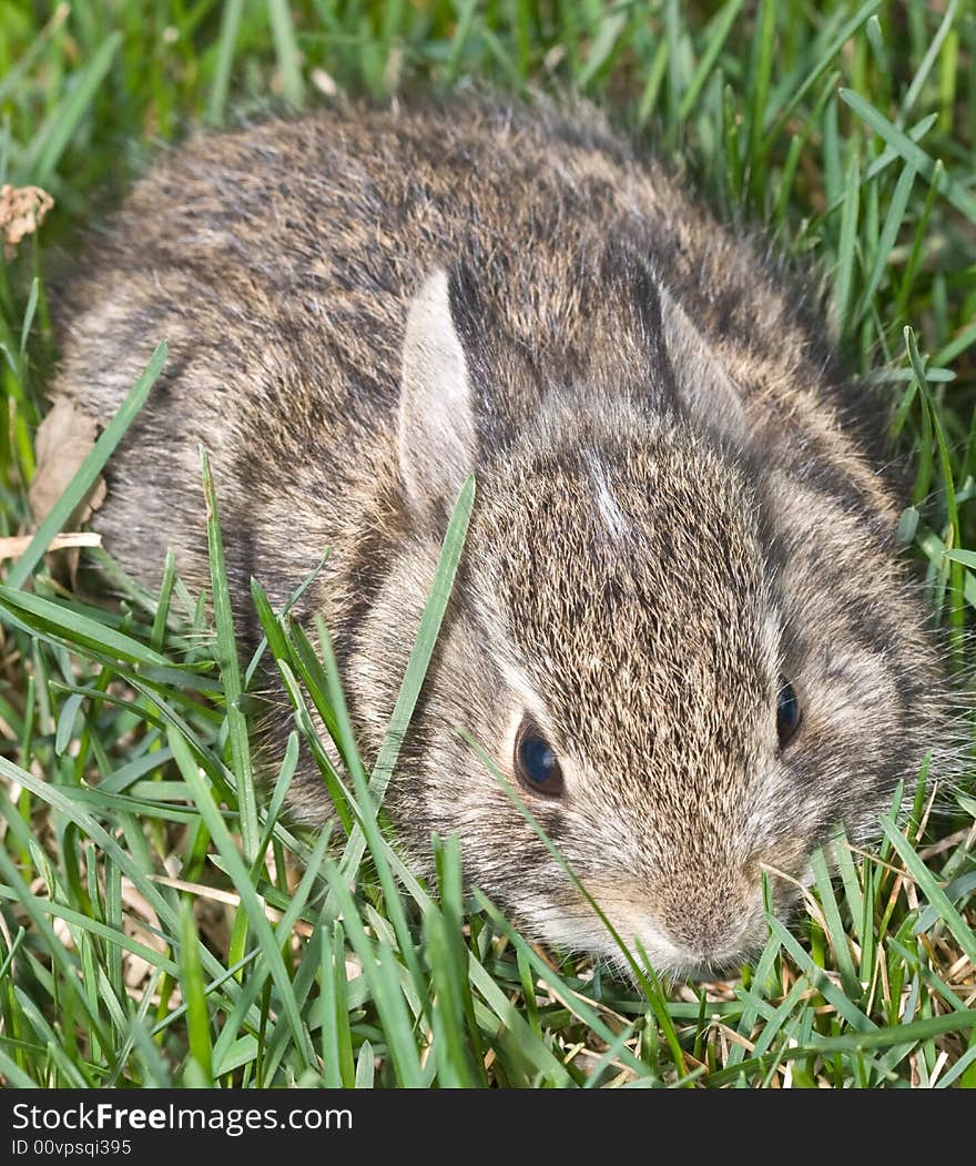 Small baby rabbit lying in green grass. Small baby rabbit lying in green grass