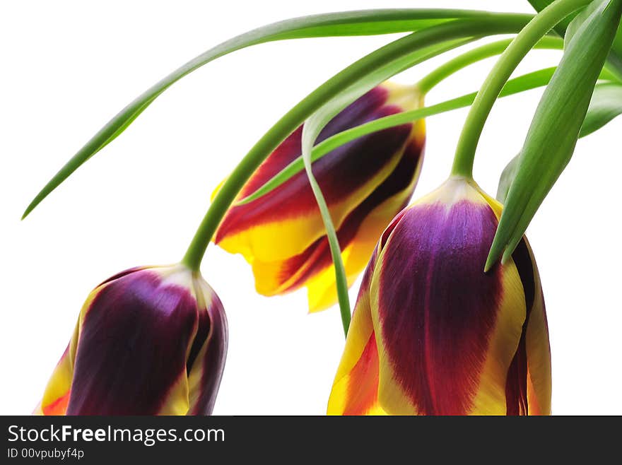 Tulips against a white backgound