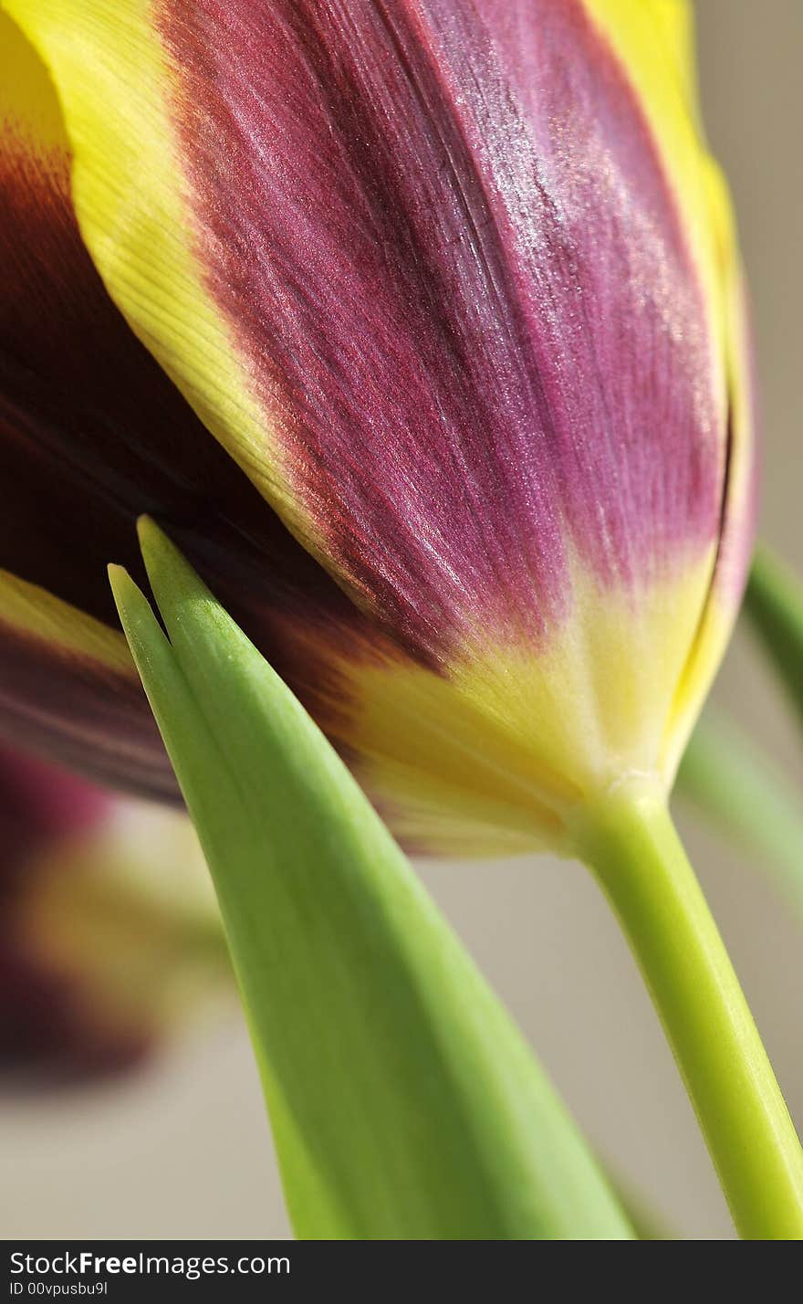 Detail Of Tulip