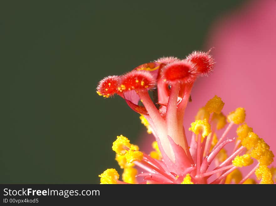 Hibiscus rosa-sinensis with a water drop in the center