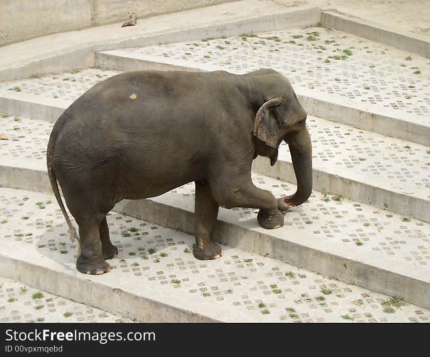 One big elephant in ZOO