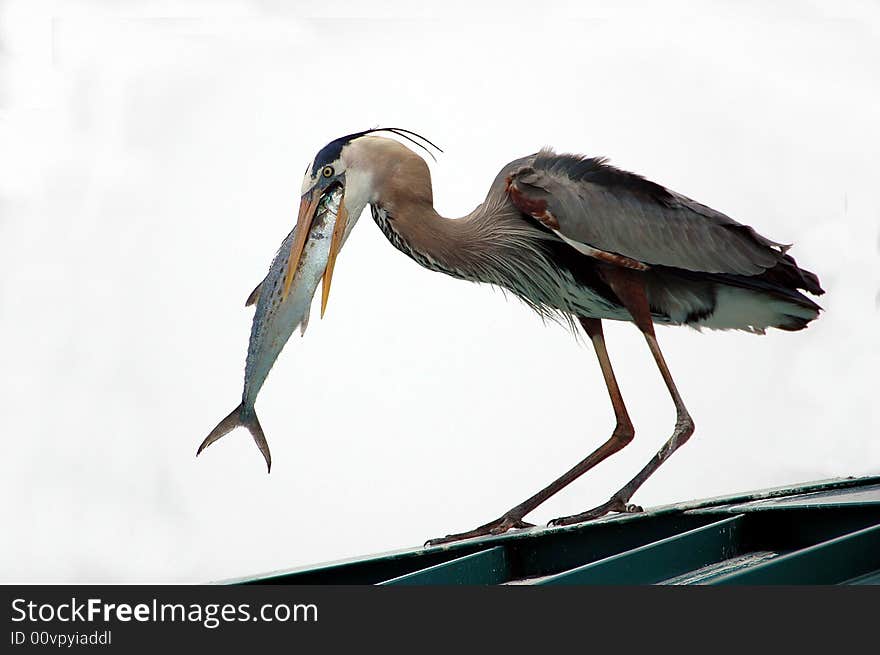 Great Blue Heron