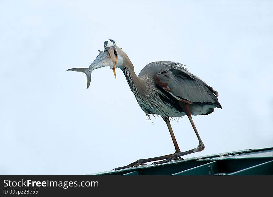 Great Blue Heron