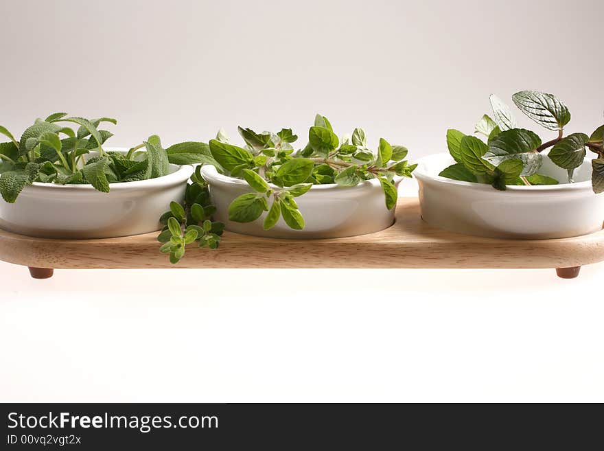 Fresh green plants on white backround. Fresh green plants on white backround